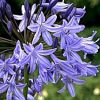 Agapanthus Headbourne Hybrids